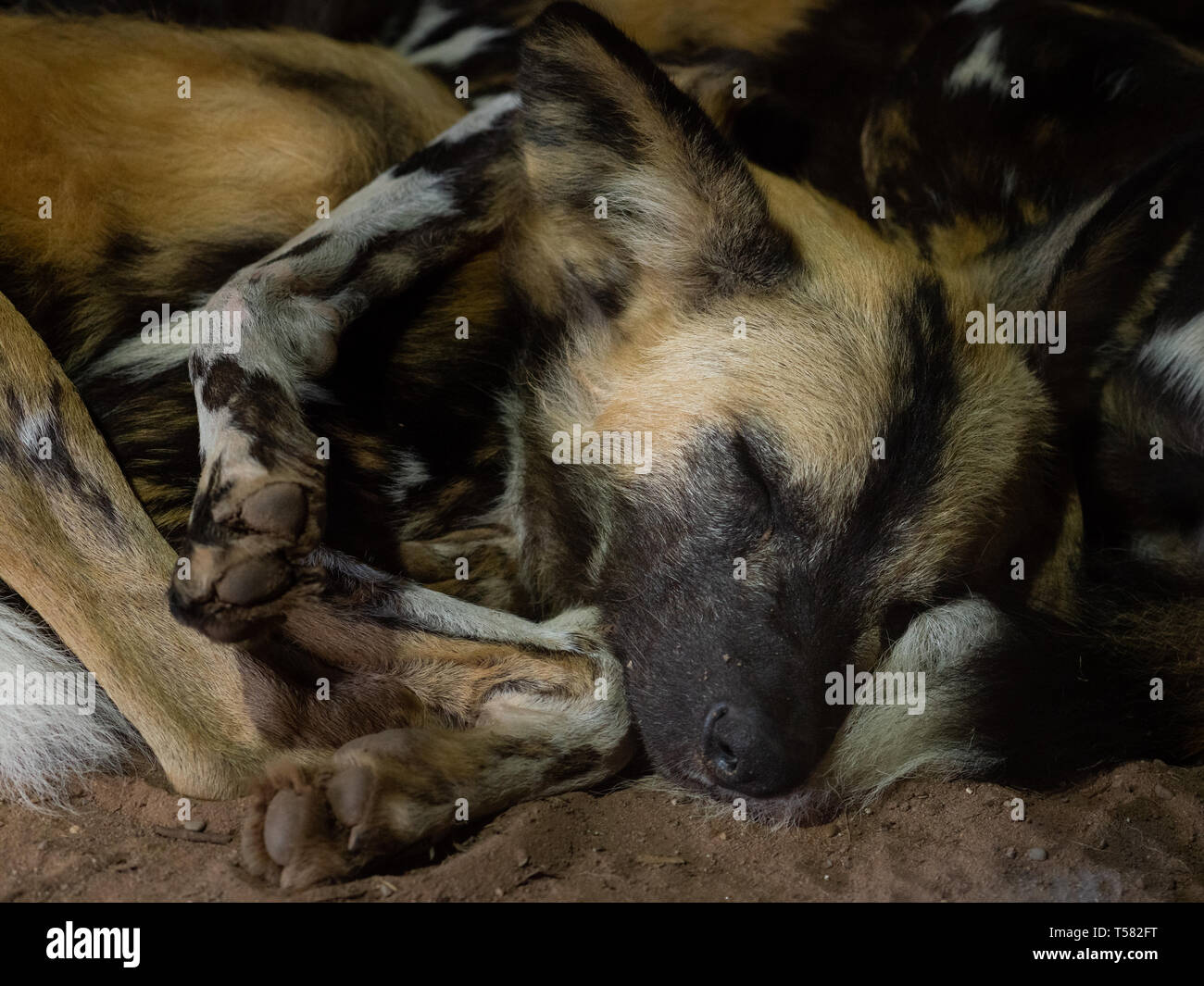 African painted dogs at Chester Zoo Stock Photo