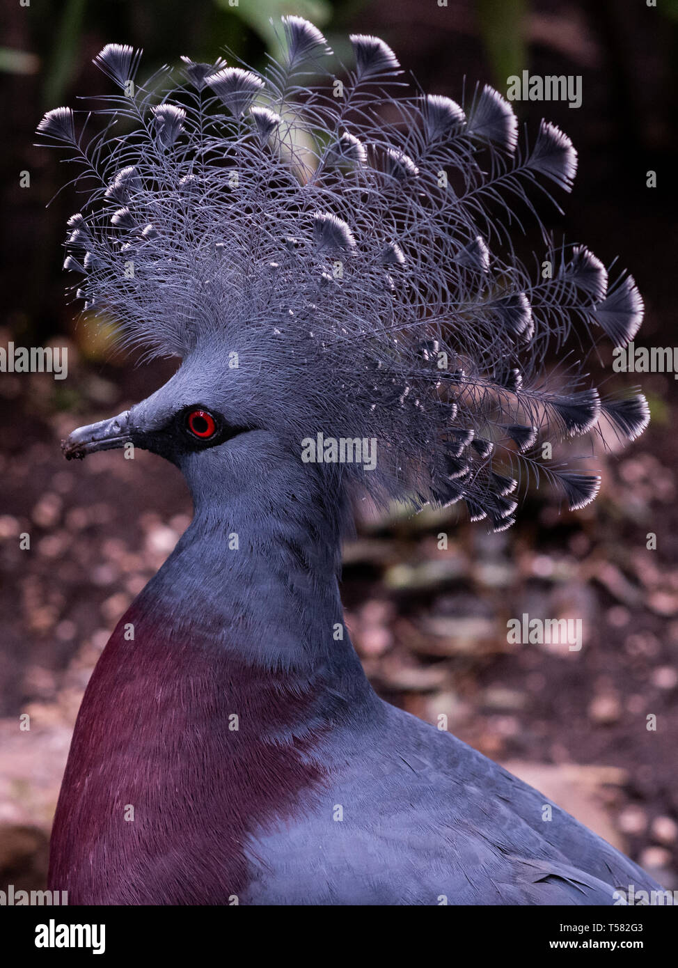 Victoria Crowned Pigeons at Islands, Chester Zoo prior to fire Stock Photo