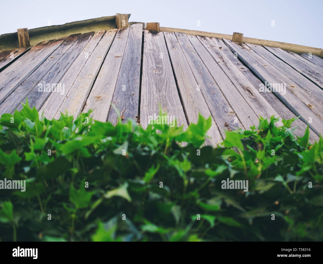 Wooden Shack Roof with Green Leaves and Blue Sky Closeup Stock Photo