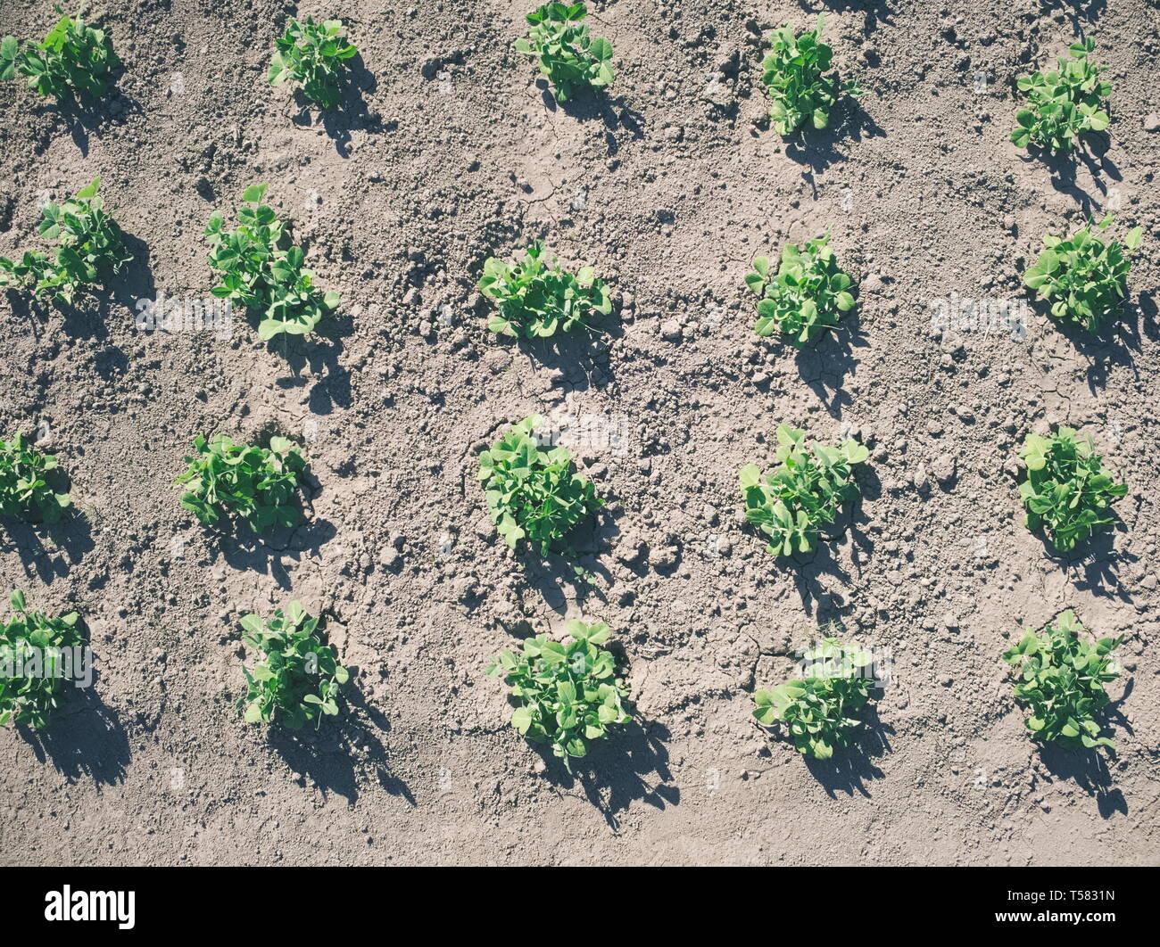 Young Green Peas on Garden Bed Top View Stock Photo