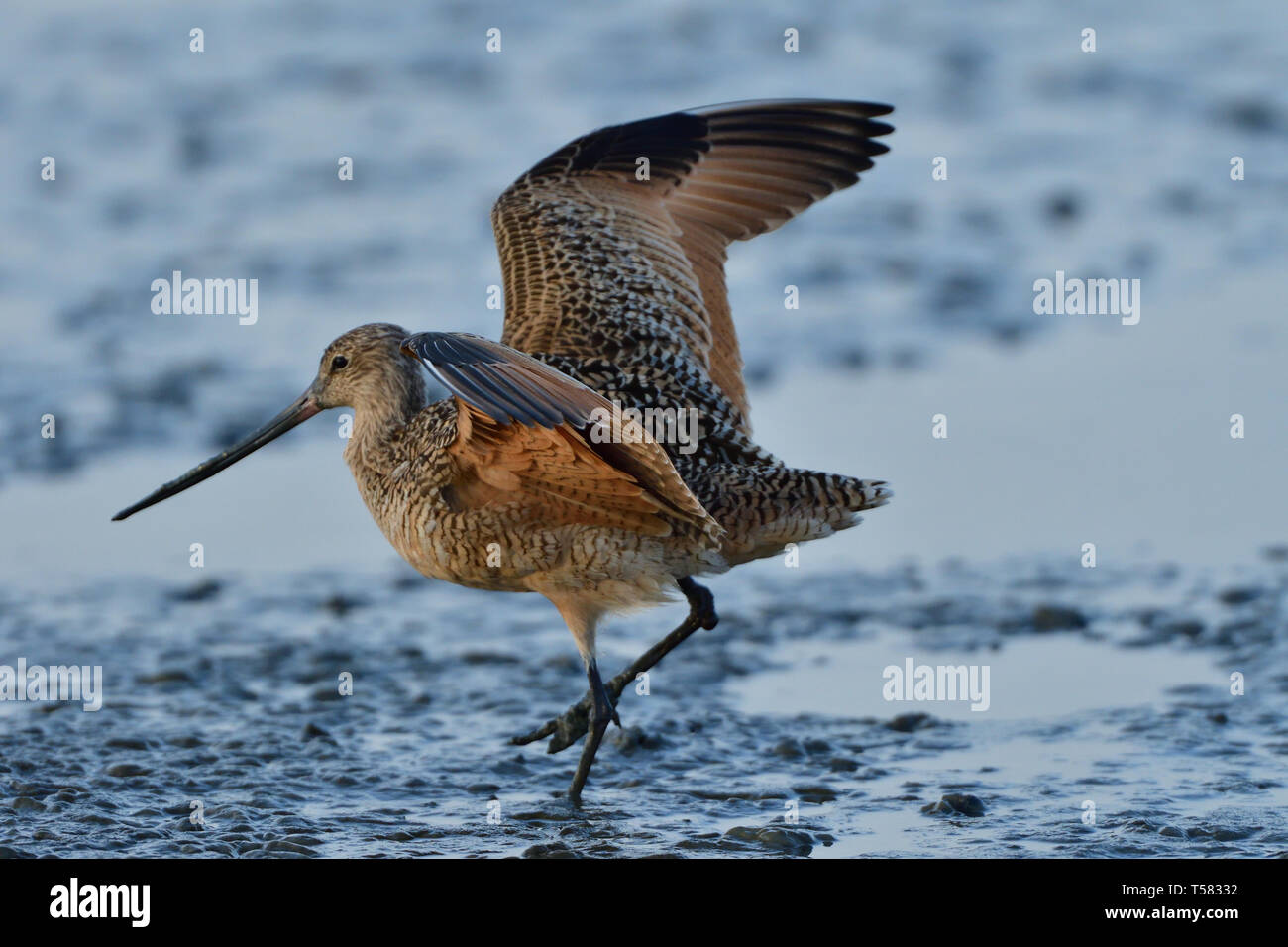 Curlew landing hires stock photography and images Alamy