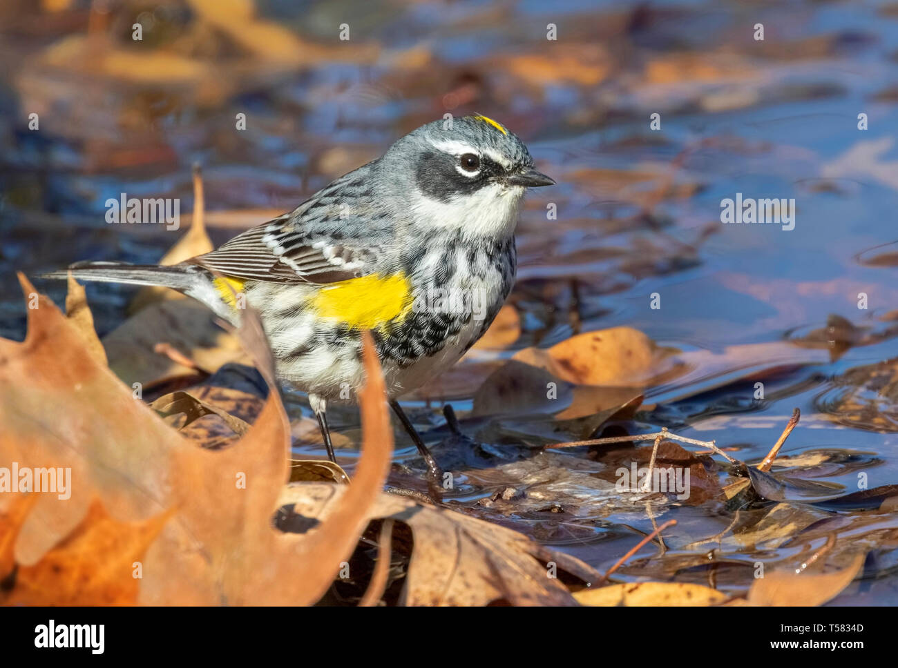 yellow rumped warbler oregon