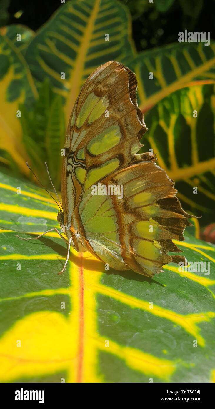 Ventral view of butterfly siproeta stelenes, known also as malachite butterfly on a green leaf Stock Photo