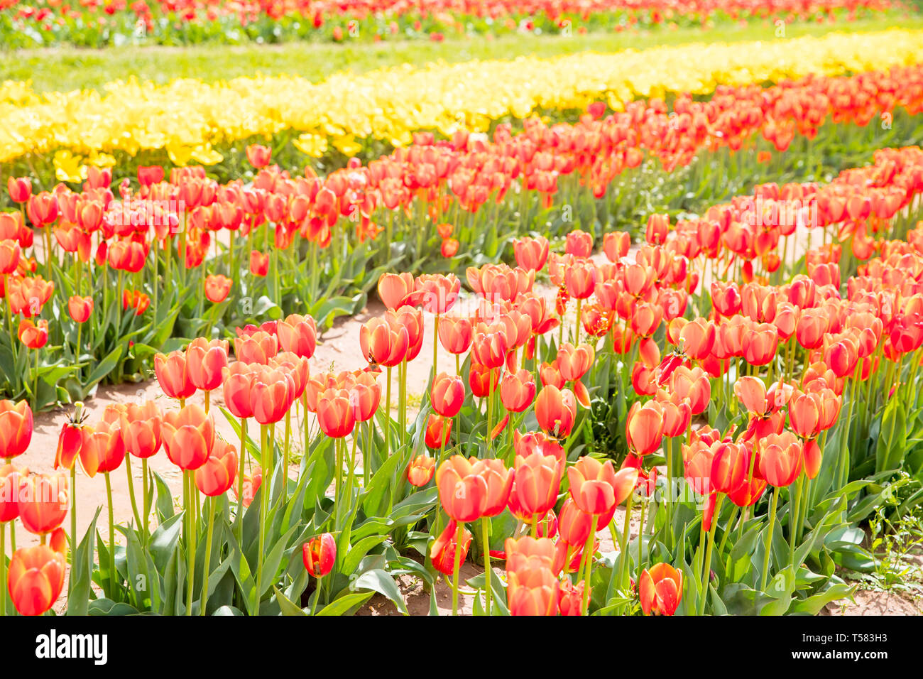 Flower beds with colorful tulips - Image Stock Photo - Alamy