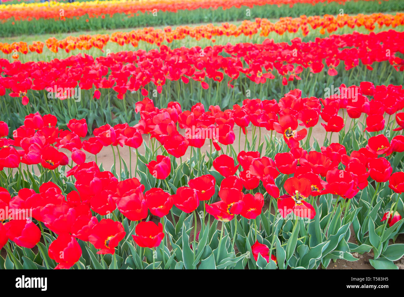Flower beds with colorful tulips - Image Stock Photo - Alamy