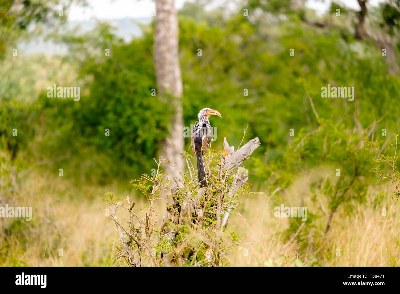 African Red-billed hornbill on a tree branch Stock Photo