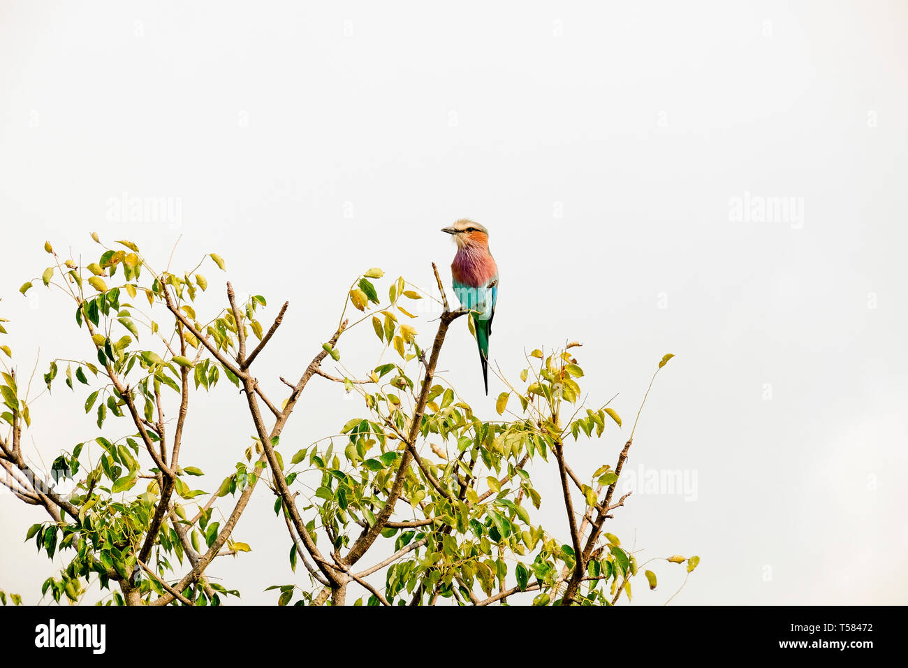 African small bird on top of a branch Stock Photo