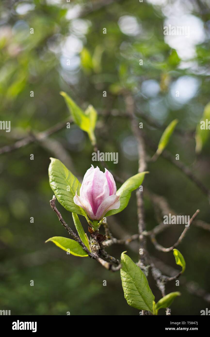 A magnolia tree in springtime in Hendricks park in Eugene, Oregon, USA
