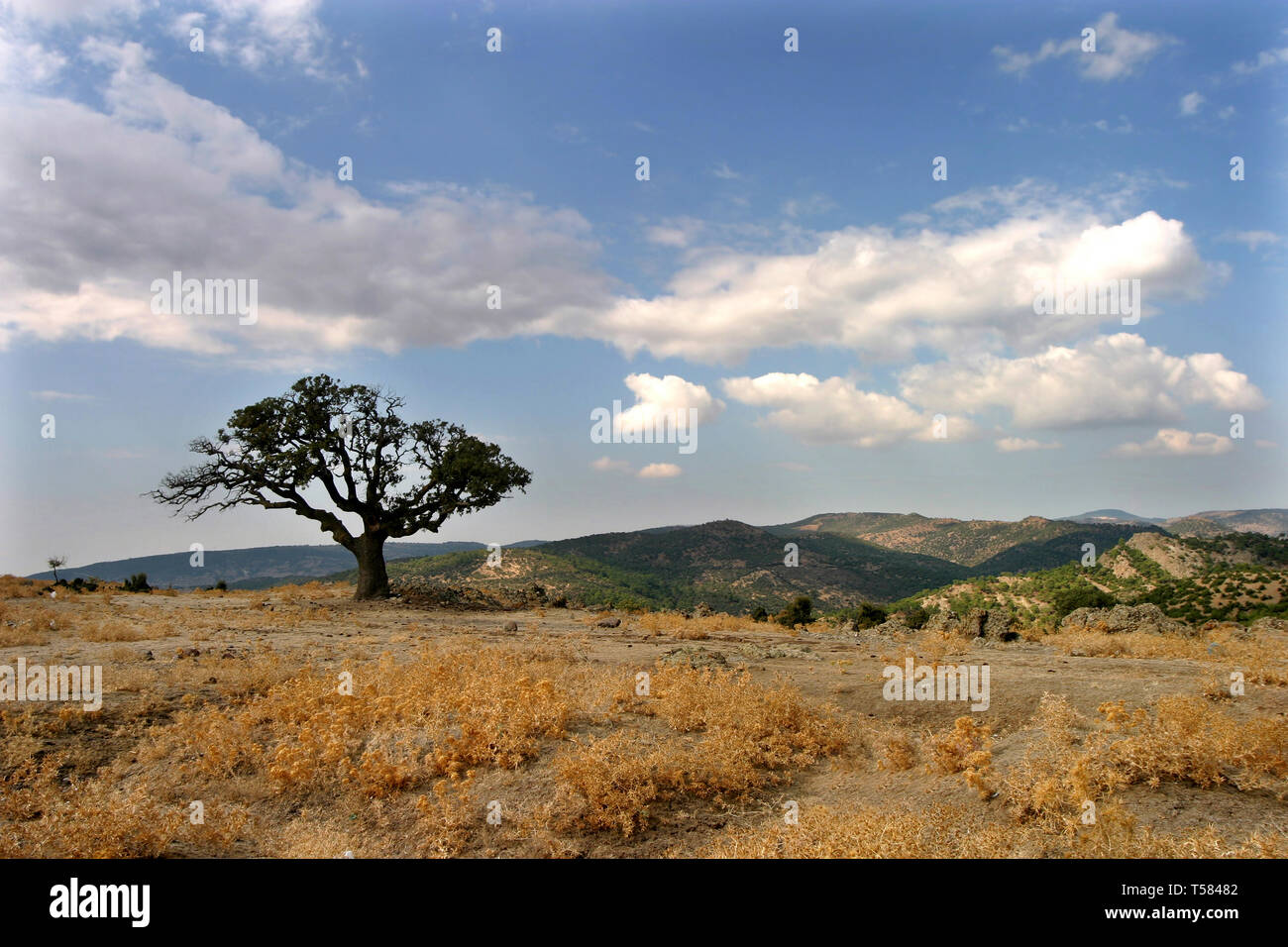 One tree in the nature Stock Photo - Alamy