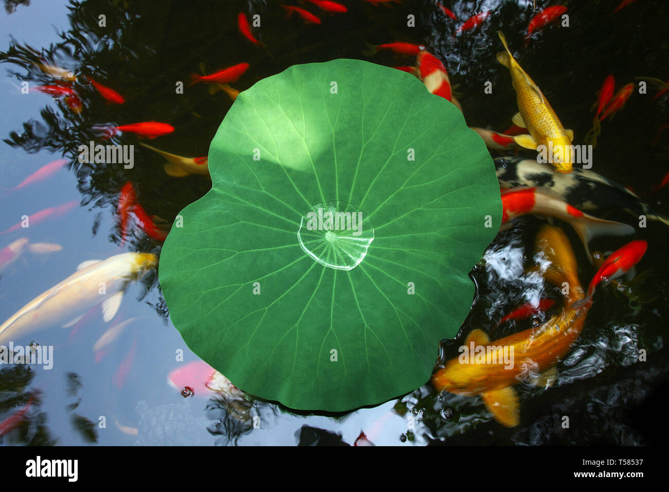 Paved fish pond in hi-res stock photography and images - Alamy