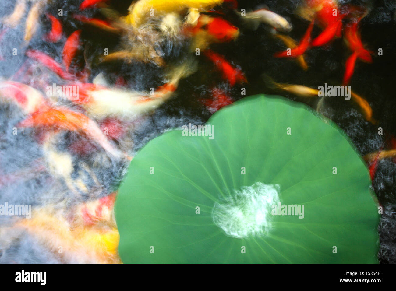 Pond goldfish hi-res stock photography and images - Alamy