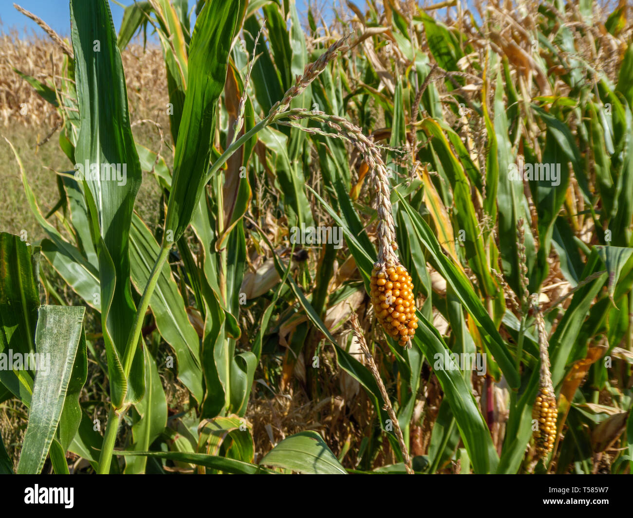 The ear of corn grew on a panicle. Maize corn on panicles. Stock Photo