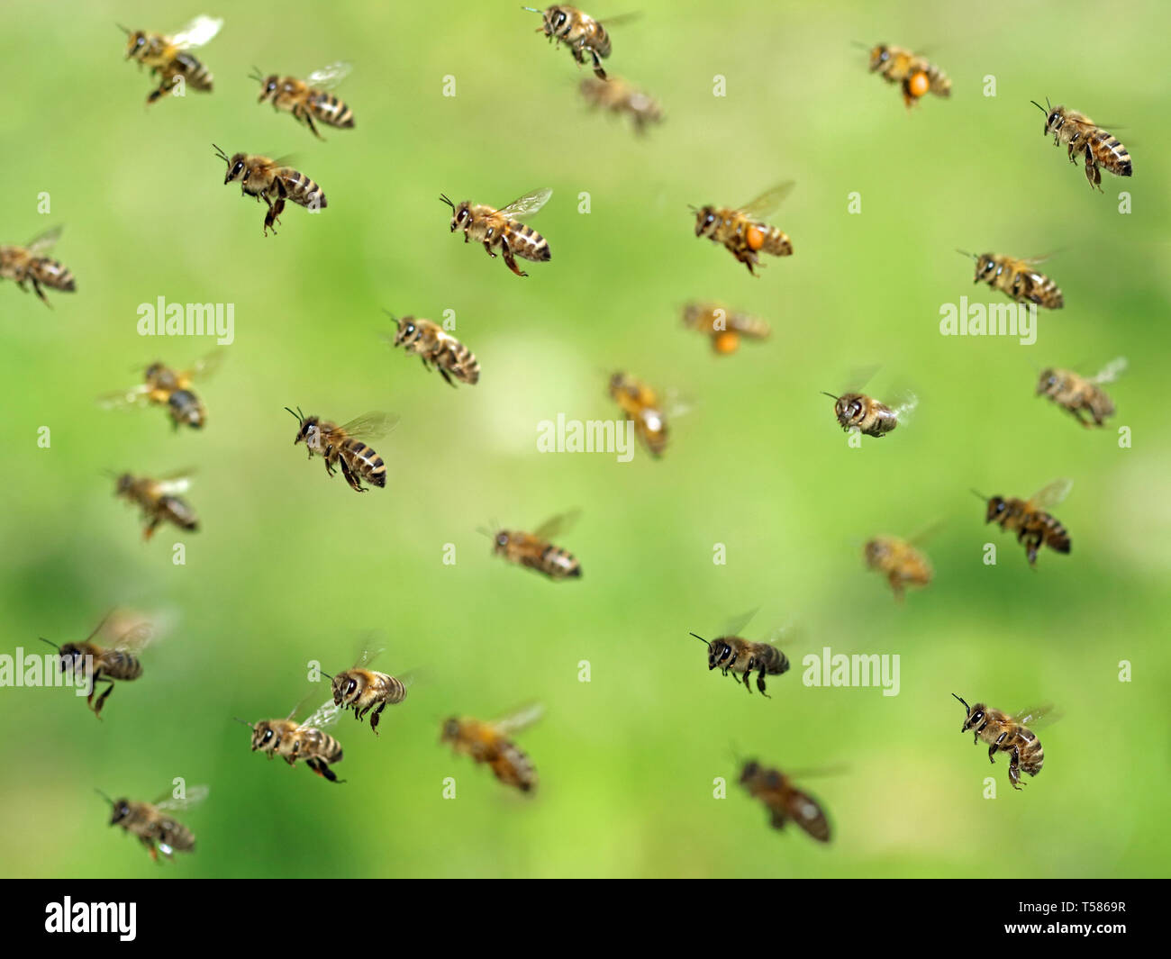 Macro bee swarm