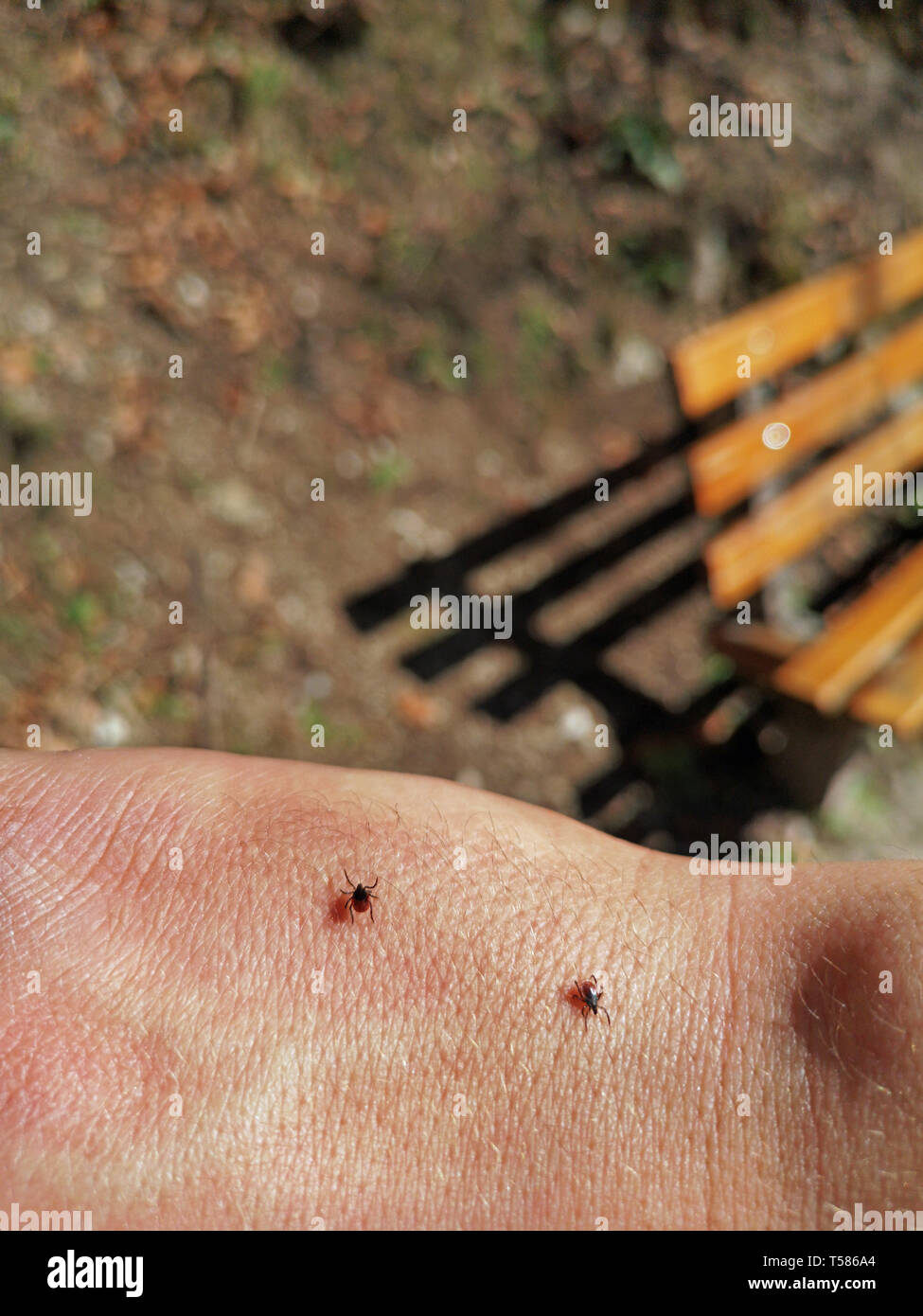 two ticks walking on human skin in the forest during hiking with a bench on background Stock Photo