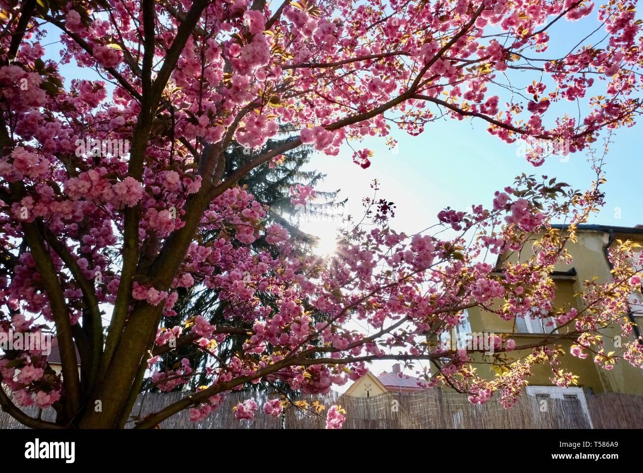 spring flowers in, bruck an der mur, Steiermark, austria Stock Photo