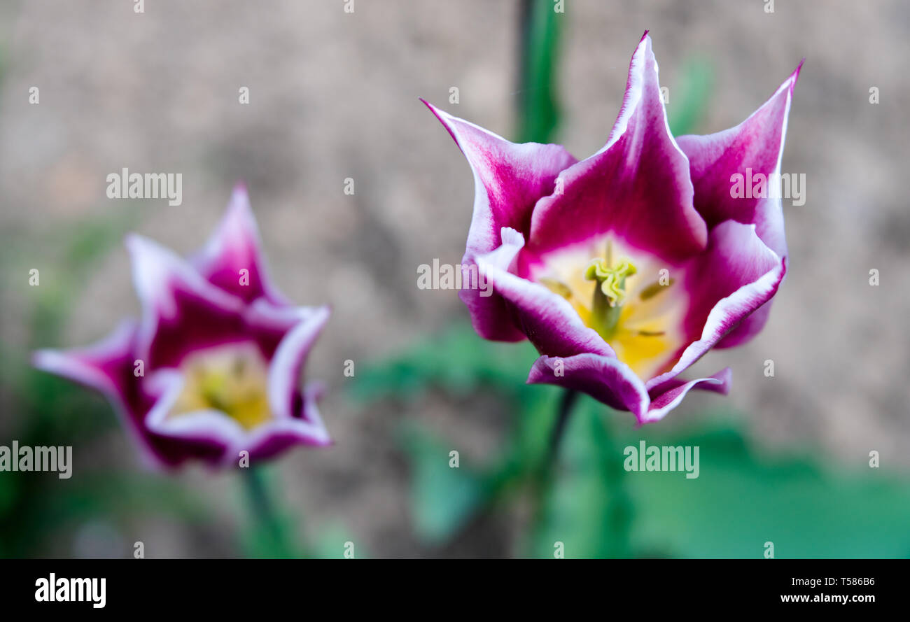 A detail macro view of dreamy two-tone tulips in purple and white with ...