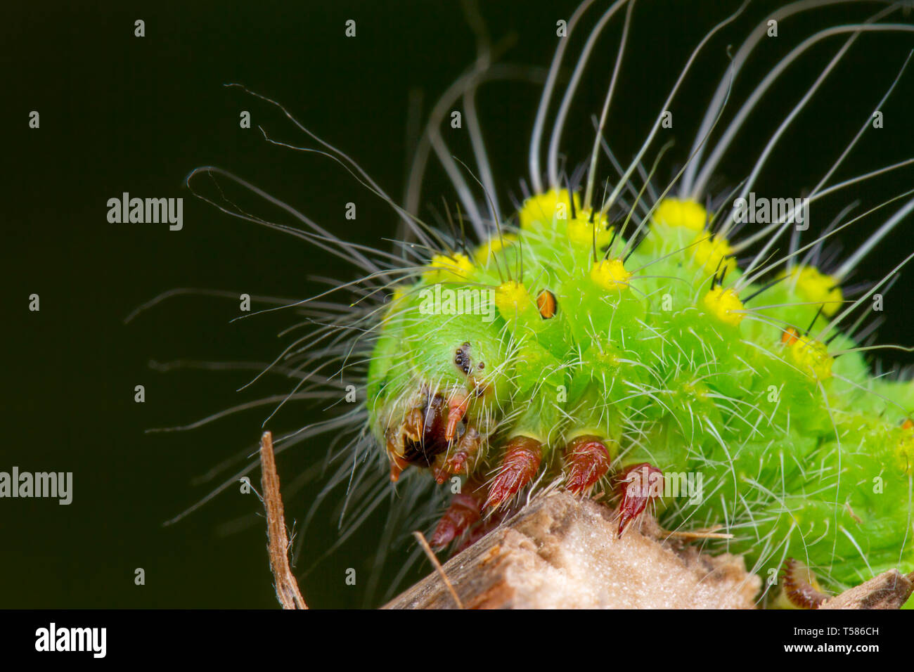 Saturnia pavonia green monster macrophotography larva state Stock Photo