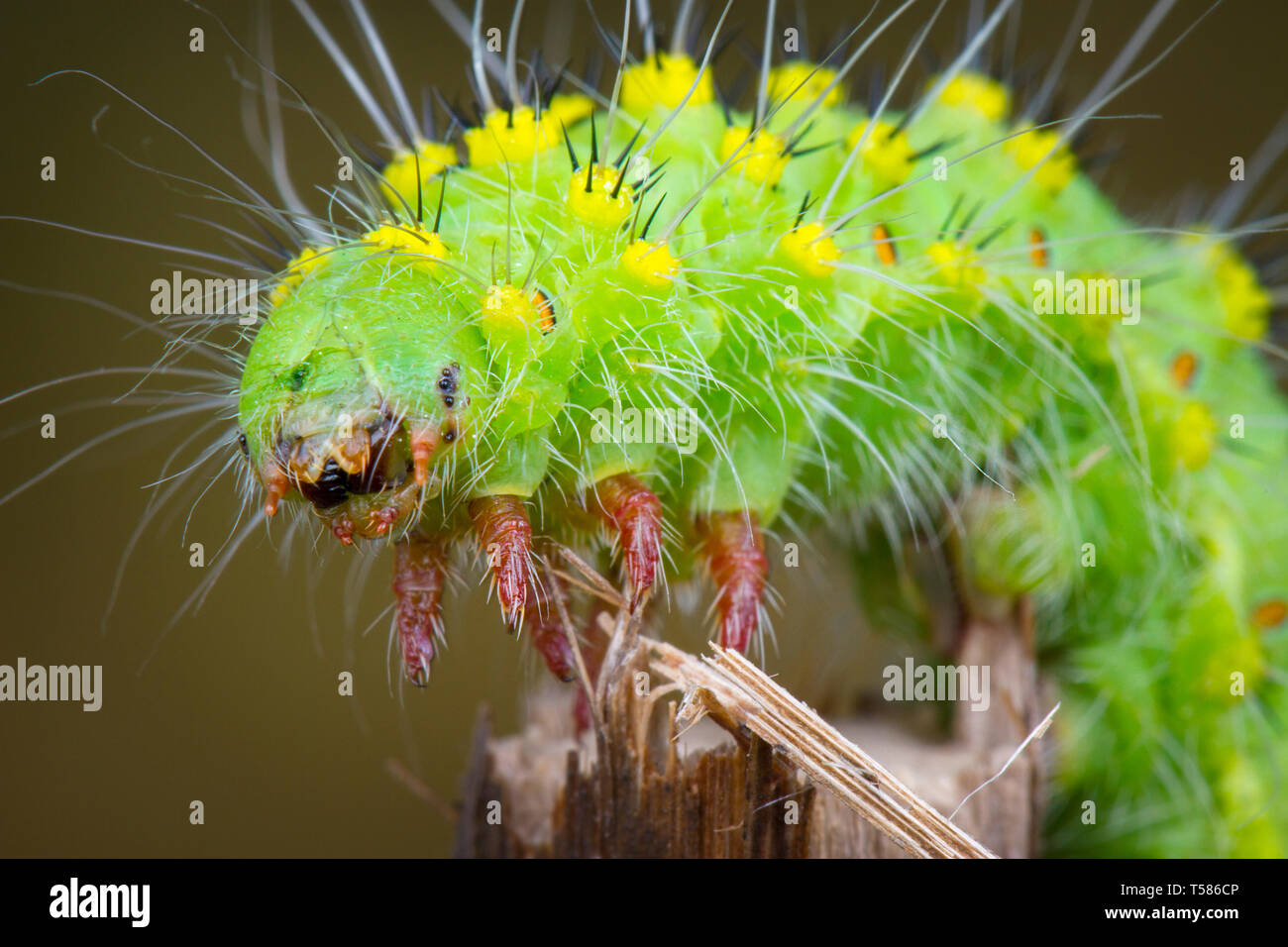 Saturnia pavonia green monster macrophotography larva state Stock Photo