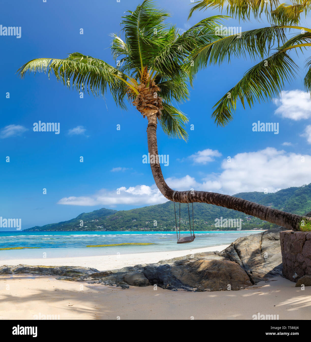 Palm tree on sunny beach. Stock Photo
