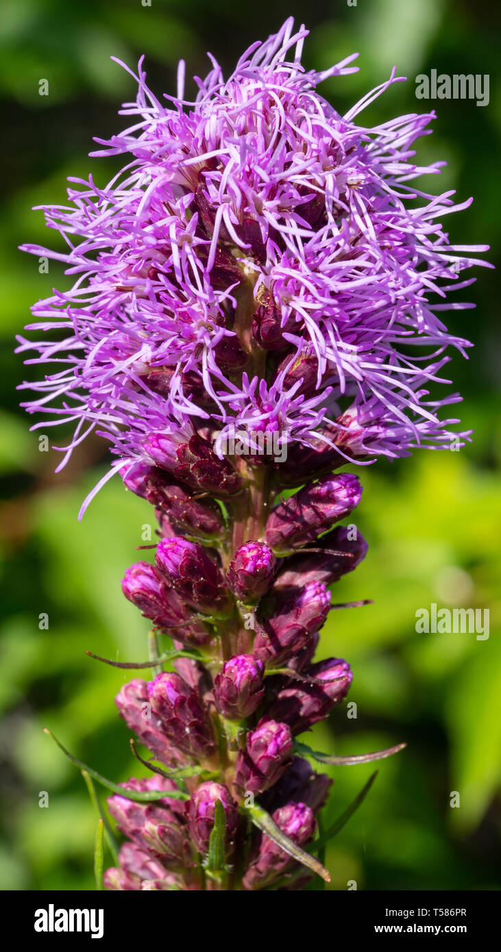 Prairie gay feather (Liatris spicata), flowers of summer Stock Photo