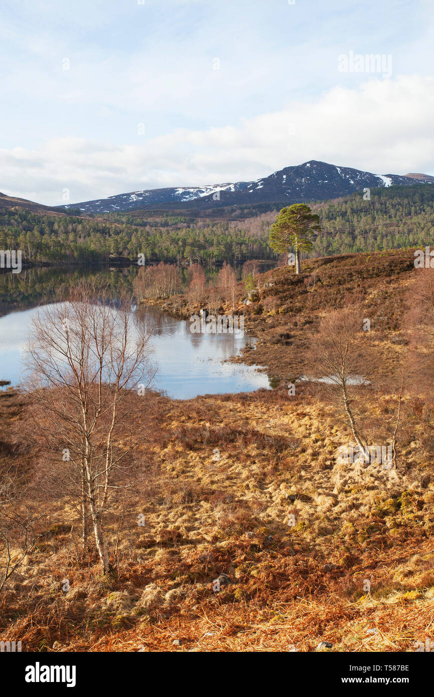 Silver birch Betula pendula and ancient Caledonian pine tree on grassy moorland with Loch Beinn a'Mheadhoin beyond Glen Affric National Nature Reserve Stock Photo