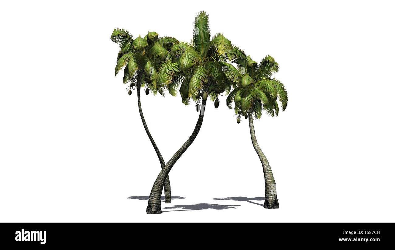 several different Coconut palm trees - isolated on white background Stock Photo