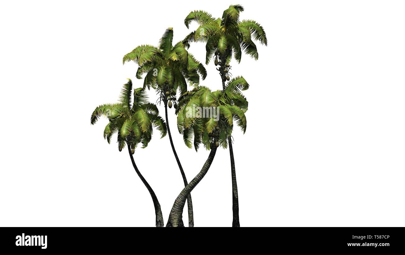 several different Coconut palm trees - isolated on white background Stock Photo