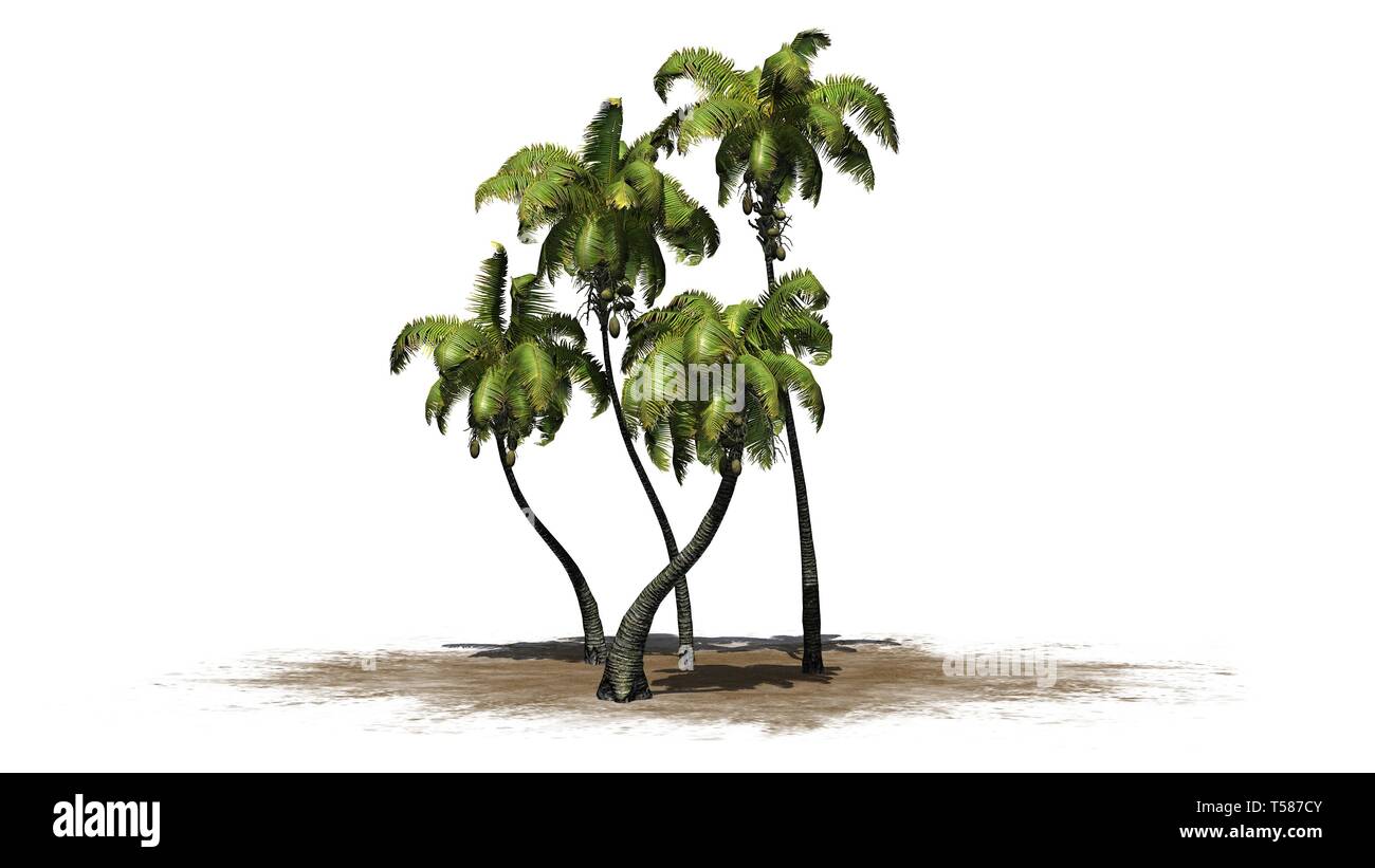 several different Coconut palm trees - isolated on white background Stock Photo