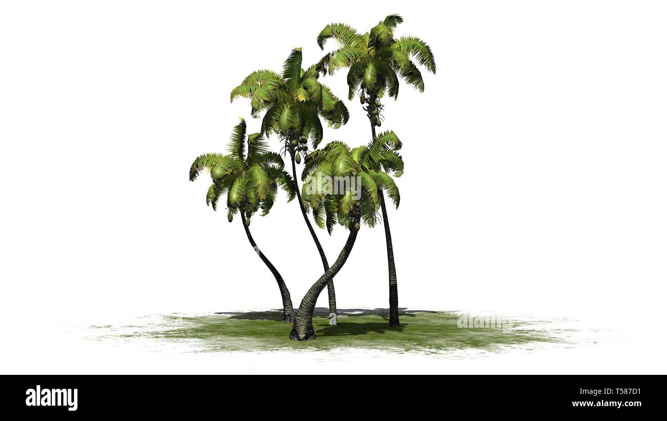 several different Coconut palm trees - isolated on white background Stock Photo
