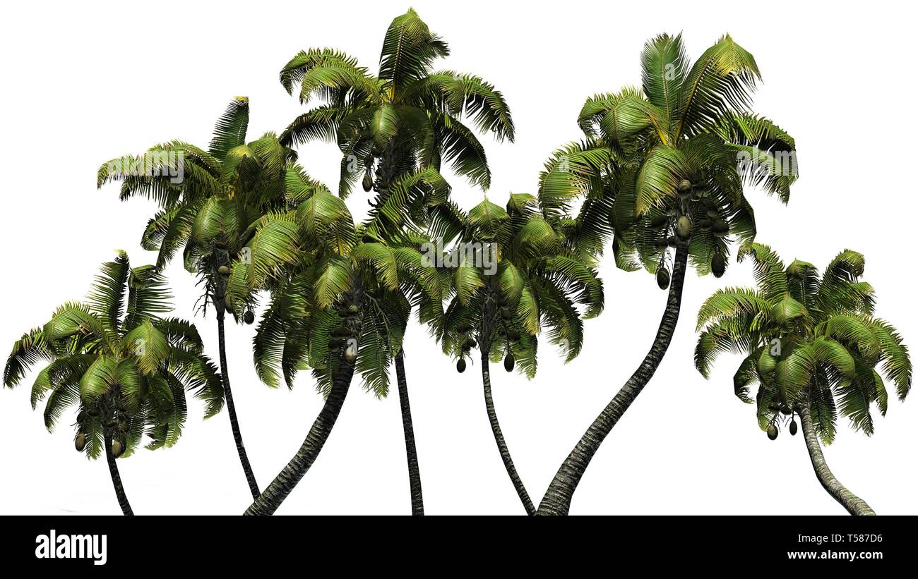 several different Coconut palm trees - isolated on white background Stock Photo