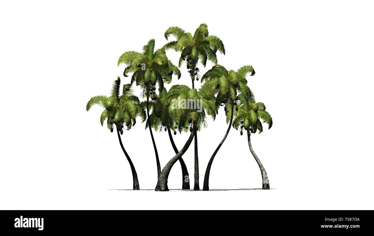 several different Coconut palm trees - isolated on white background Stock Photo