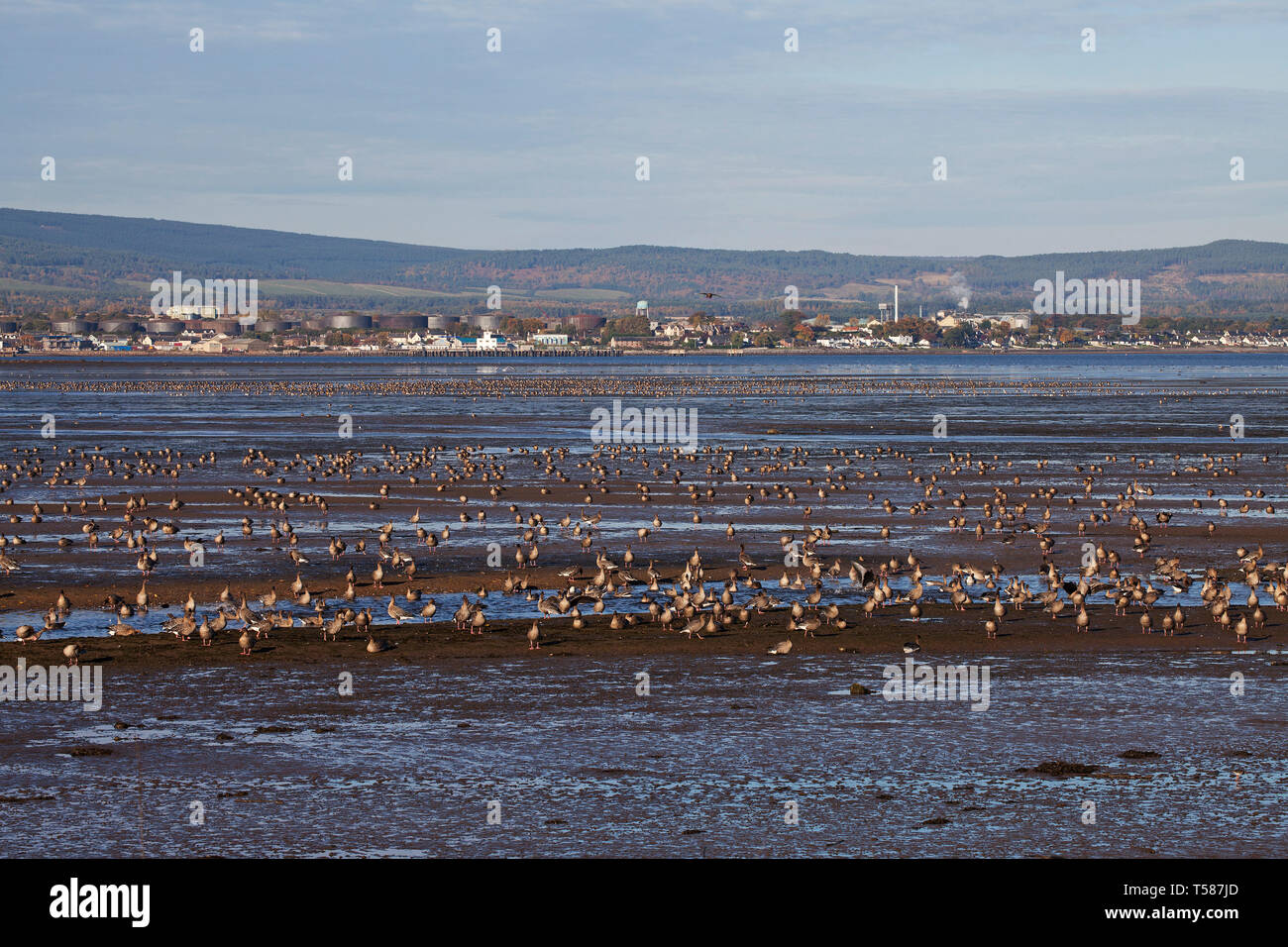Pinkfooted goose Anser brachyrhynchus in tidal estuary Udale Bay RSPB Reserve Rossshire