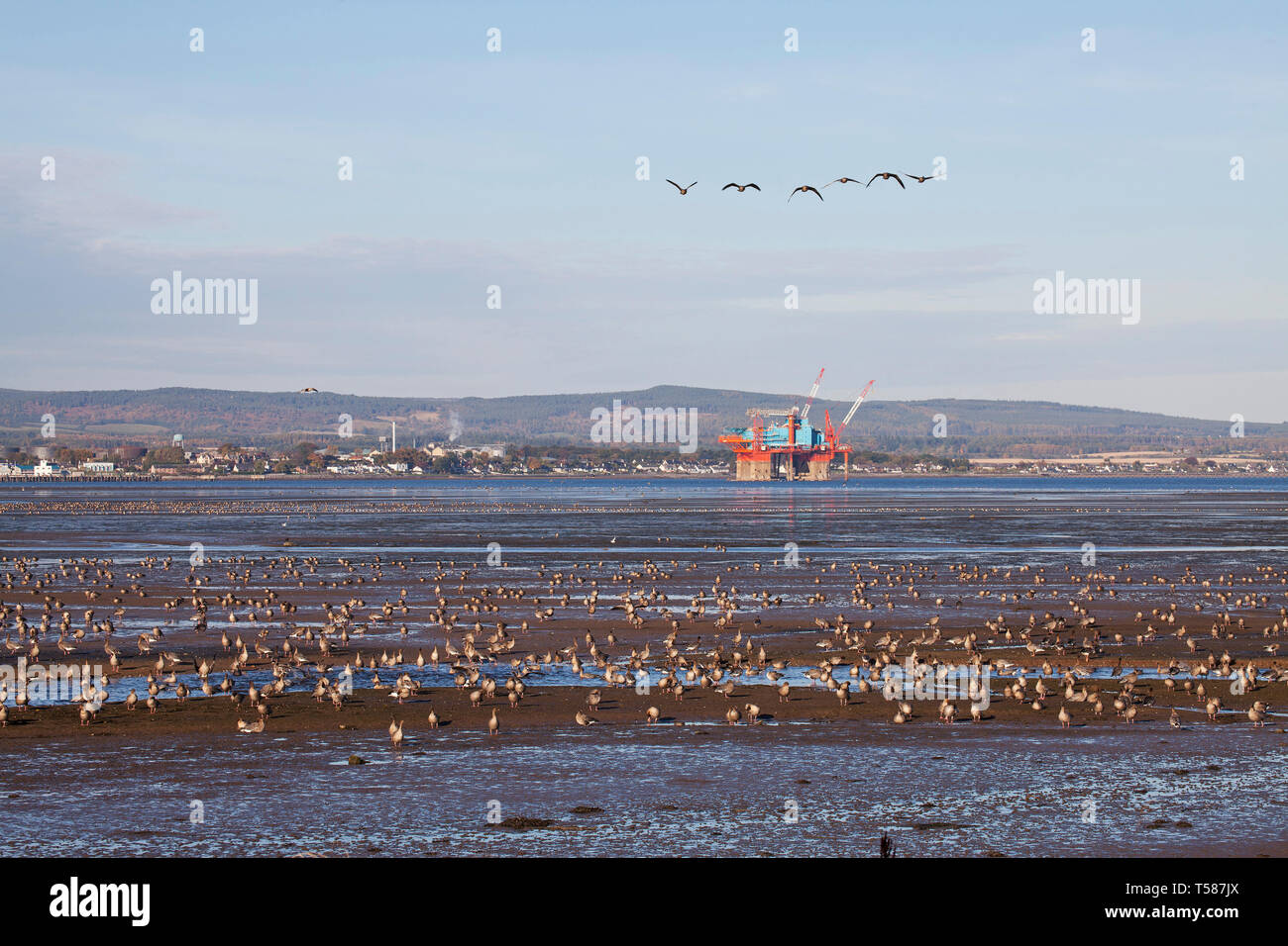 Pinkfooted goose Anser brachyrhynchus in tidal estuary Udale Bay RSPB Reserve Rossshire