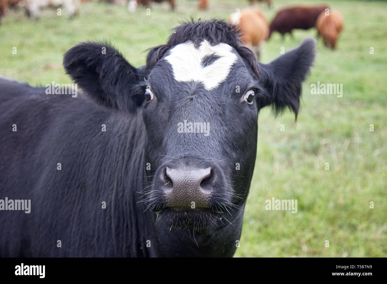Cattle in a pasture on the river Bank. Cows and calves with an ear tag ...