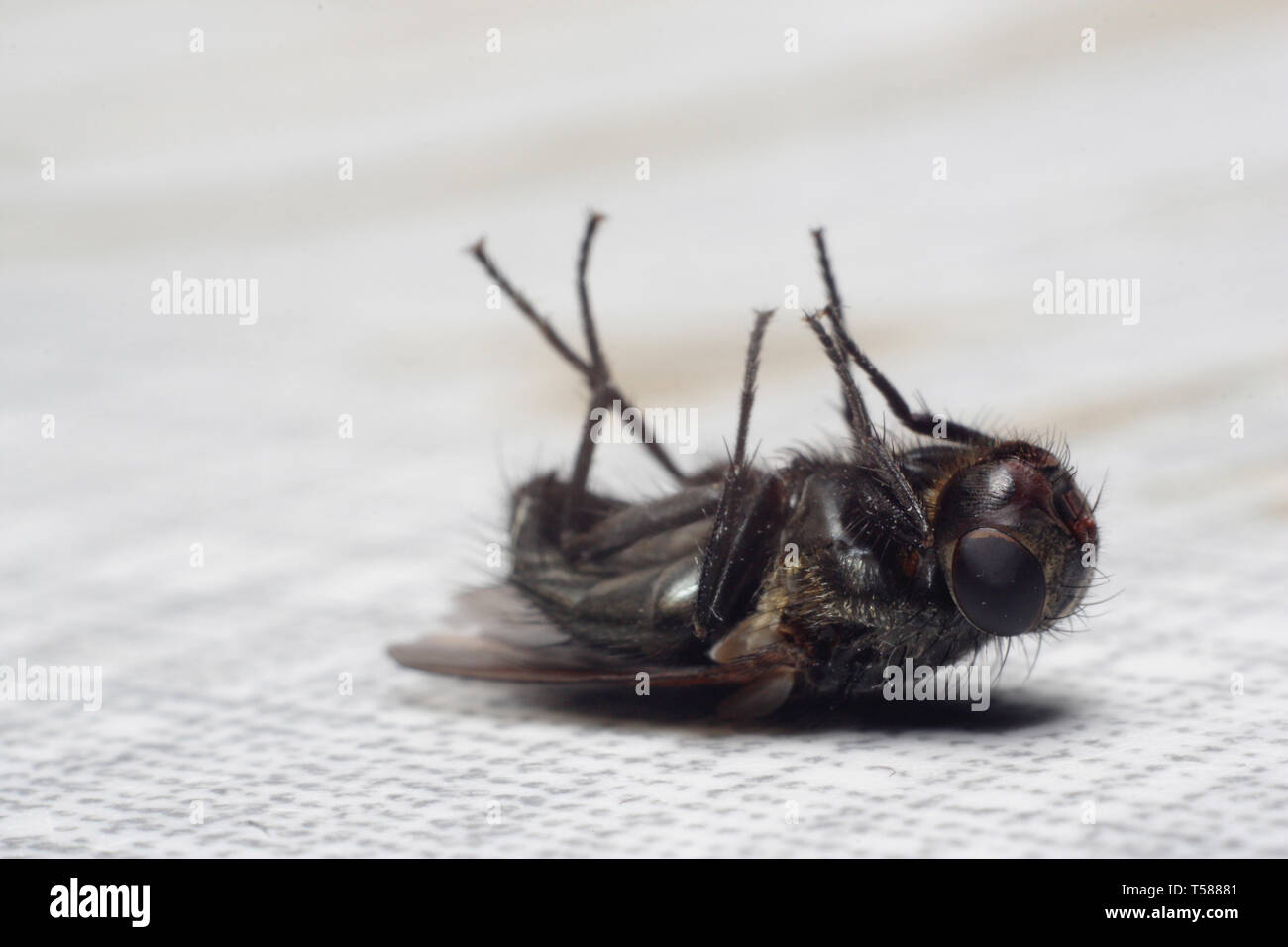 Dead fly lying on its back, isolated on white Stock Photo