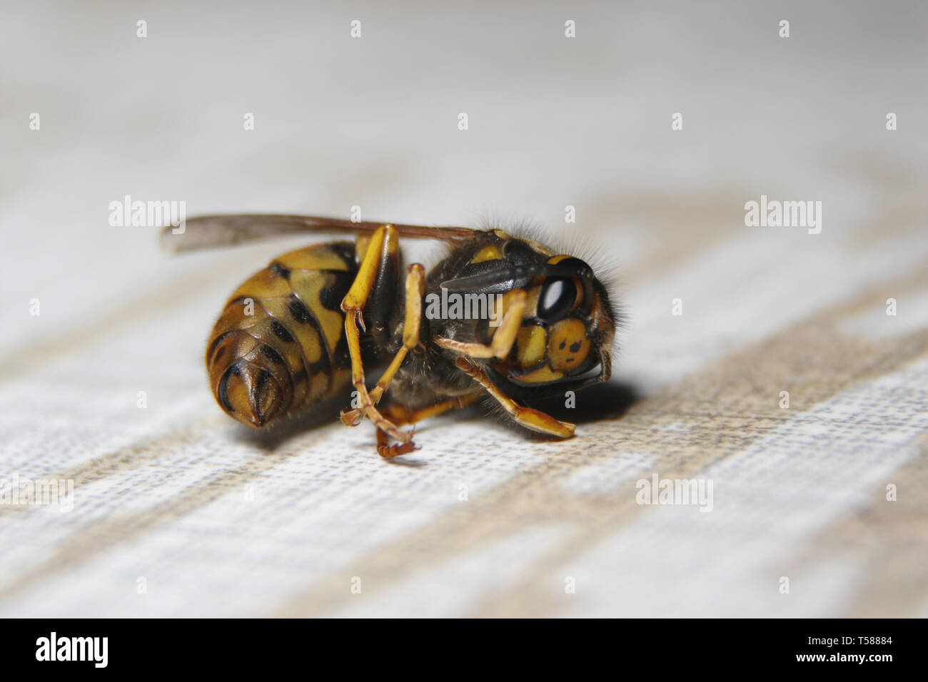 A dead wasp is laying upside down on the ground Stock Photo