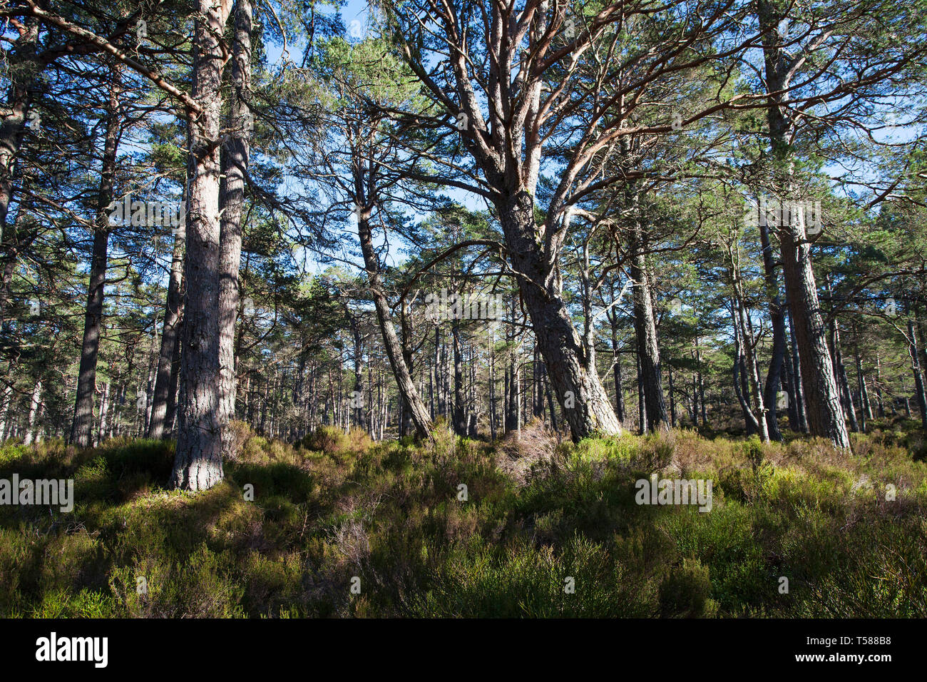 Black Wood of Rannoch ancient Caledonian Forest Perthshire Scotland March 2017 Stock Photo