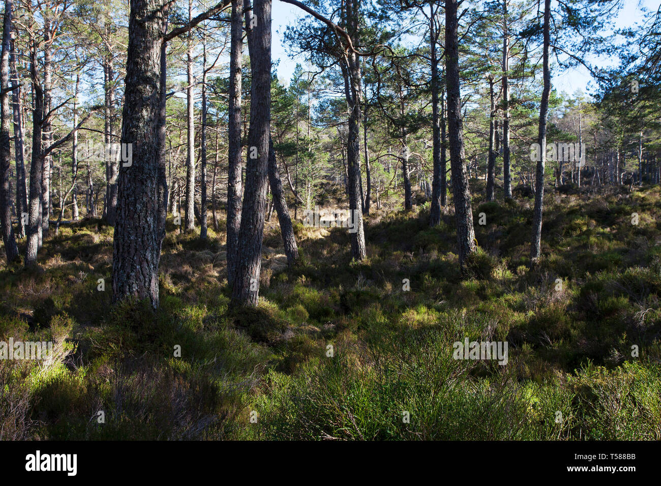 Black Wood of Rannoch ancient Caledonian Forest and Roe deer Capreolus capreolus amongst the trees Perthshire Scotland March 2017 Stock Photo