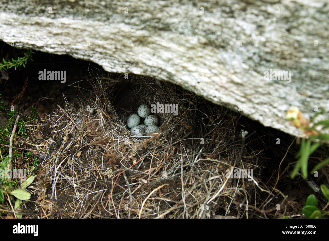 Guide to bird nests. The white Wagtail's nest (Motacilla alba) under a stone. Clutch of small bird is made of thin blades of grass, six very speckled  Stock Photo