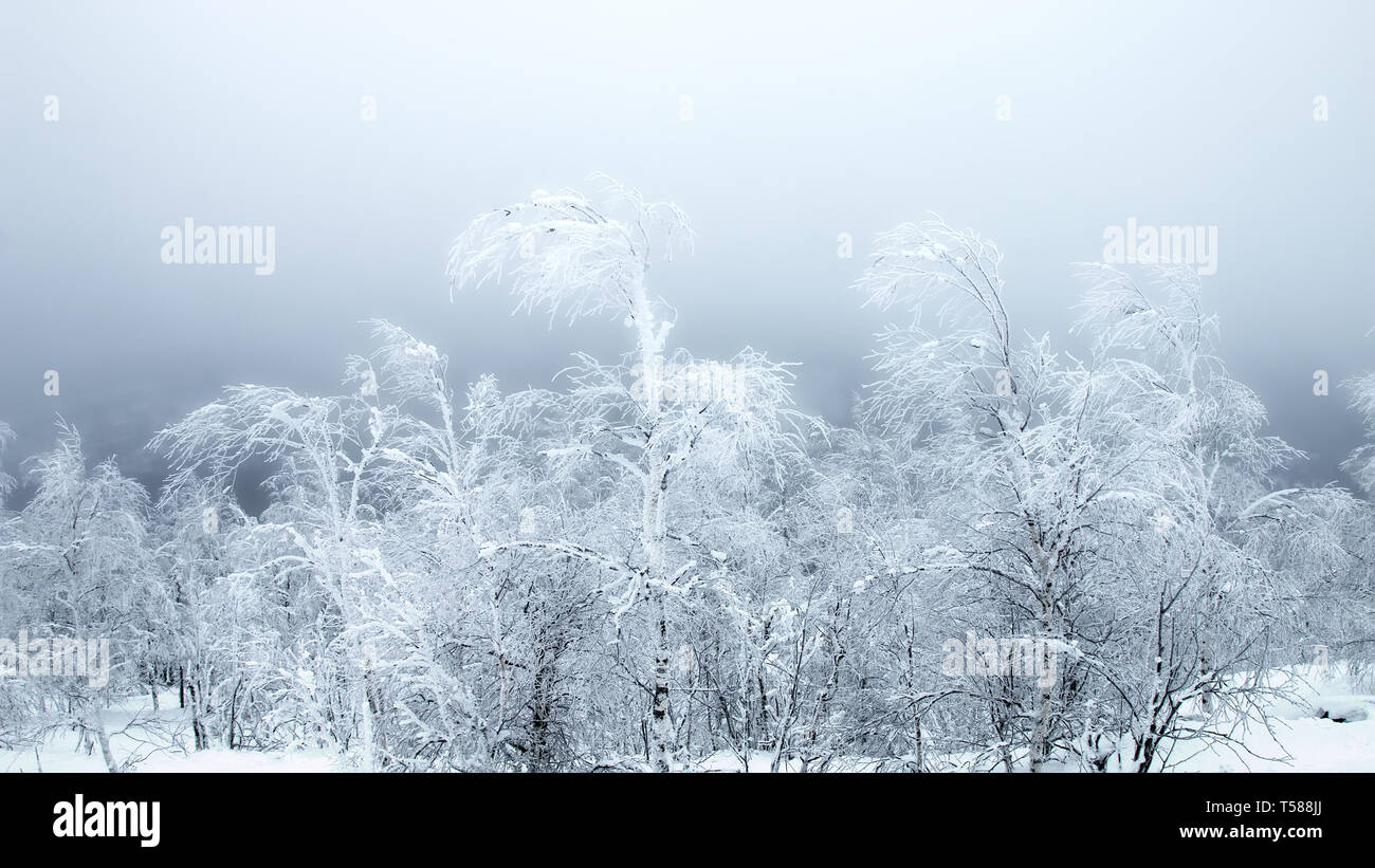 Siberian frosts. The pigmy trees bent under the pressure of the North cold wind, frost and snow Stock Photo