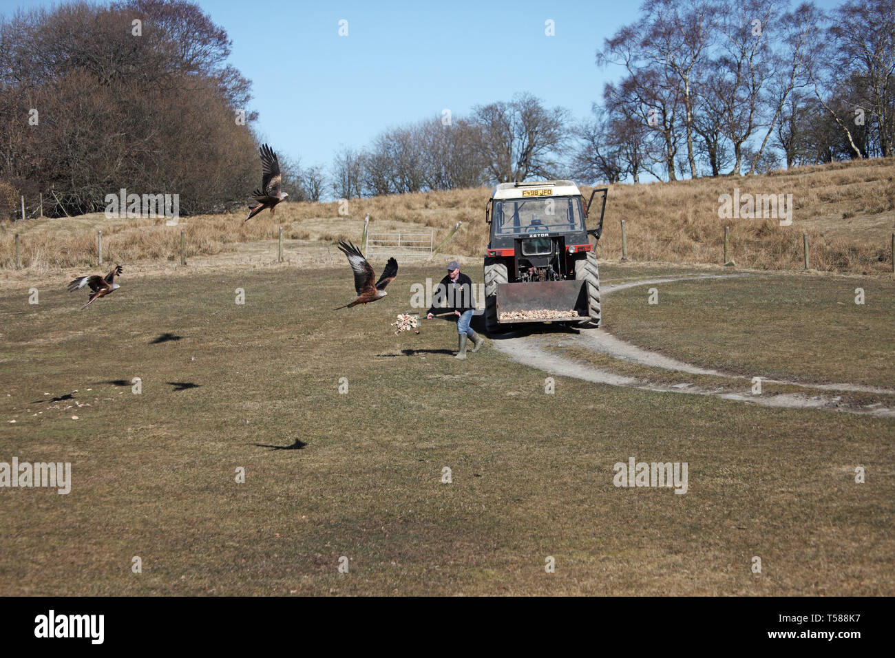 Throwing out meat hires stock photography and images Alamy