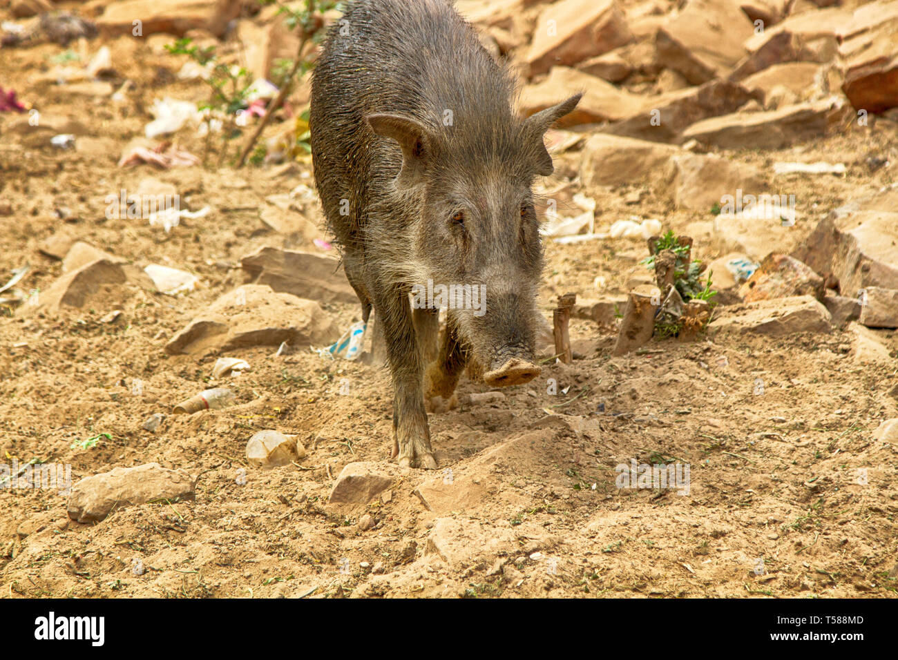 Woolly long-tailed pig on the street of the village-the proximity to the wild ancestor. India Stock Photo