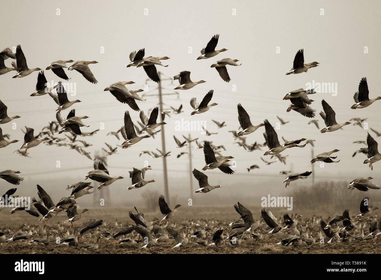 Grey goose wheat hires stock photography and images Alamy