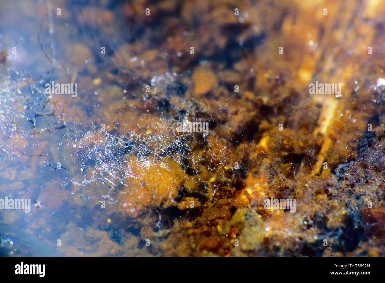 A stagnant water body and its surface. Rotten algae on the bottom and bubbles of marsh gas Stock Photo