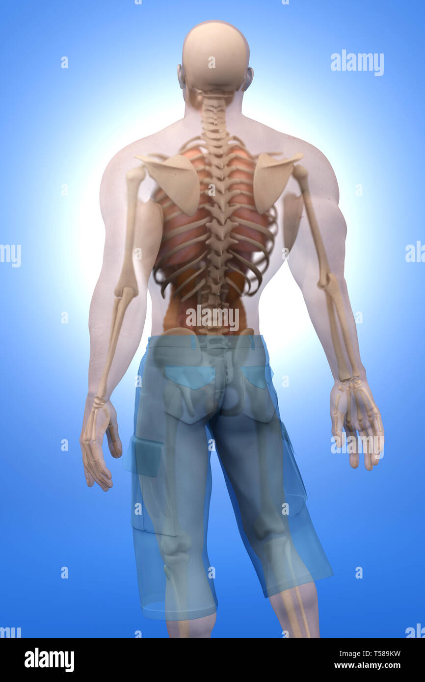 Male Human Anatomy Internal Organs / List Of Organs Of The Human Body