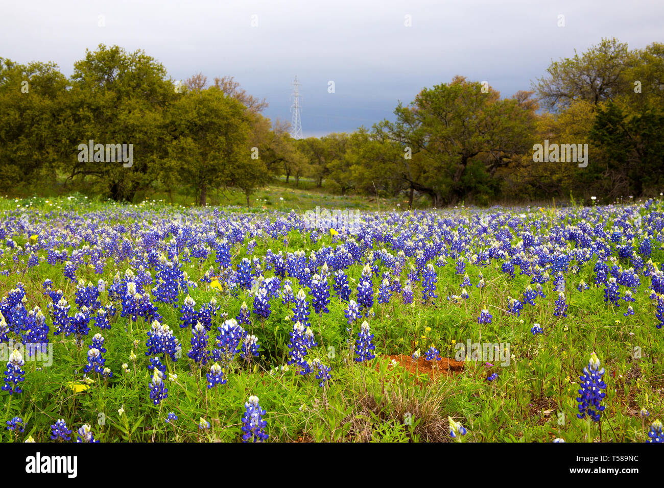 Bluebonnet Fields Near Fredericksberg, Texas on Willow City Loop Stock Photo