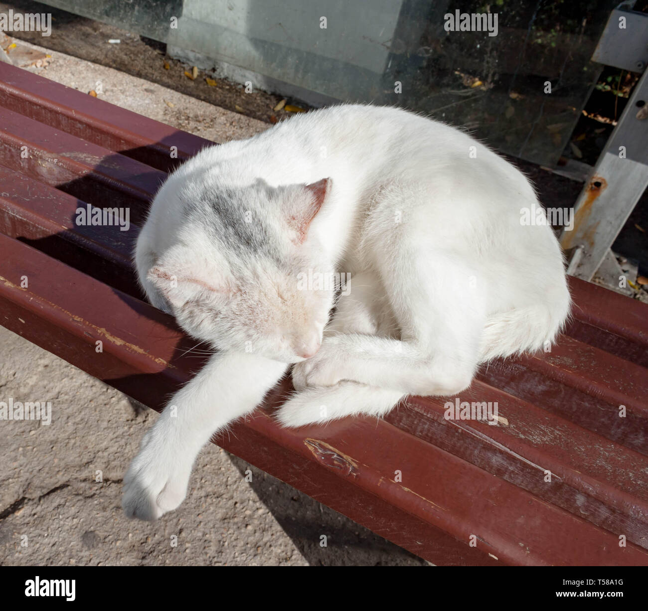 White dirty stray street mongrel cat oneeyed blind slipping on the