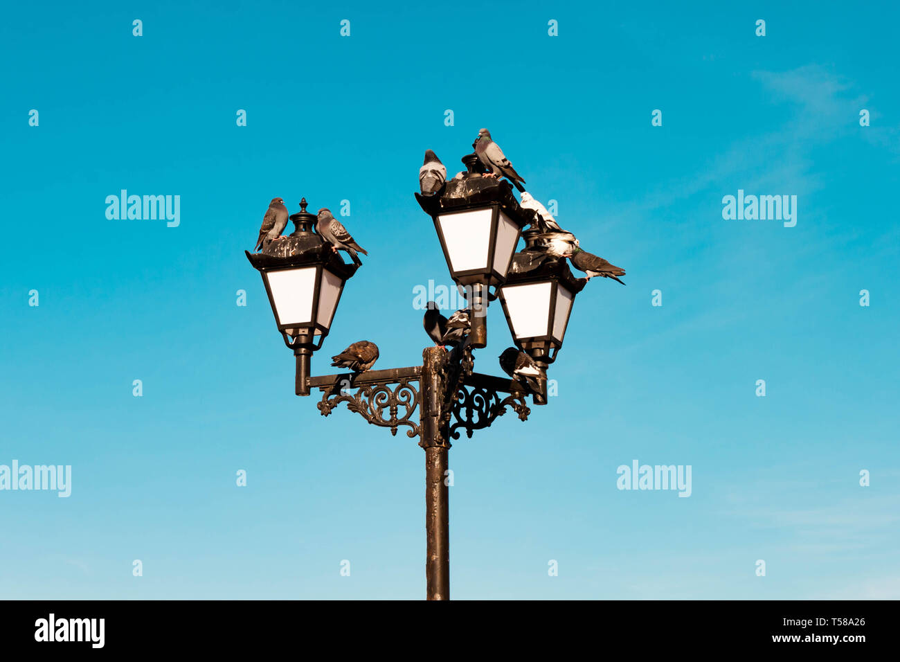 Beautiful vintage old retro electric street lamp with taking off and landing, sitting, resting pigeons on bright and sunny blue sky background Stock Photo