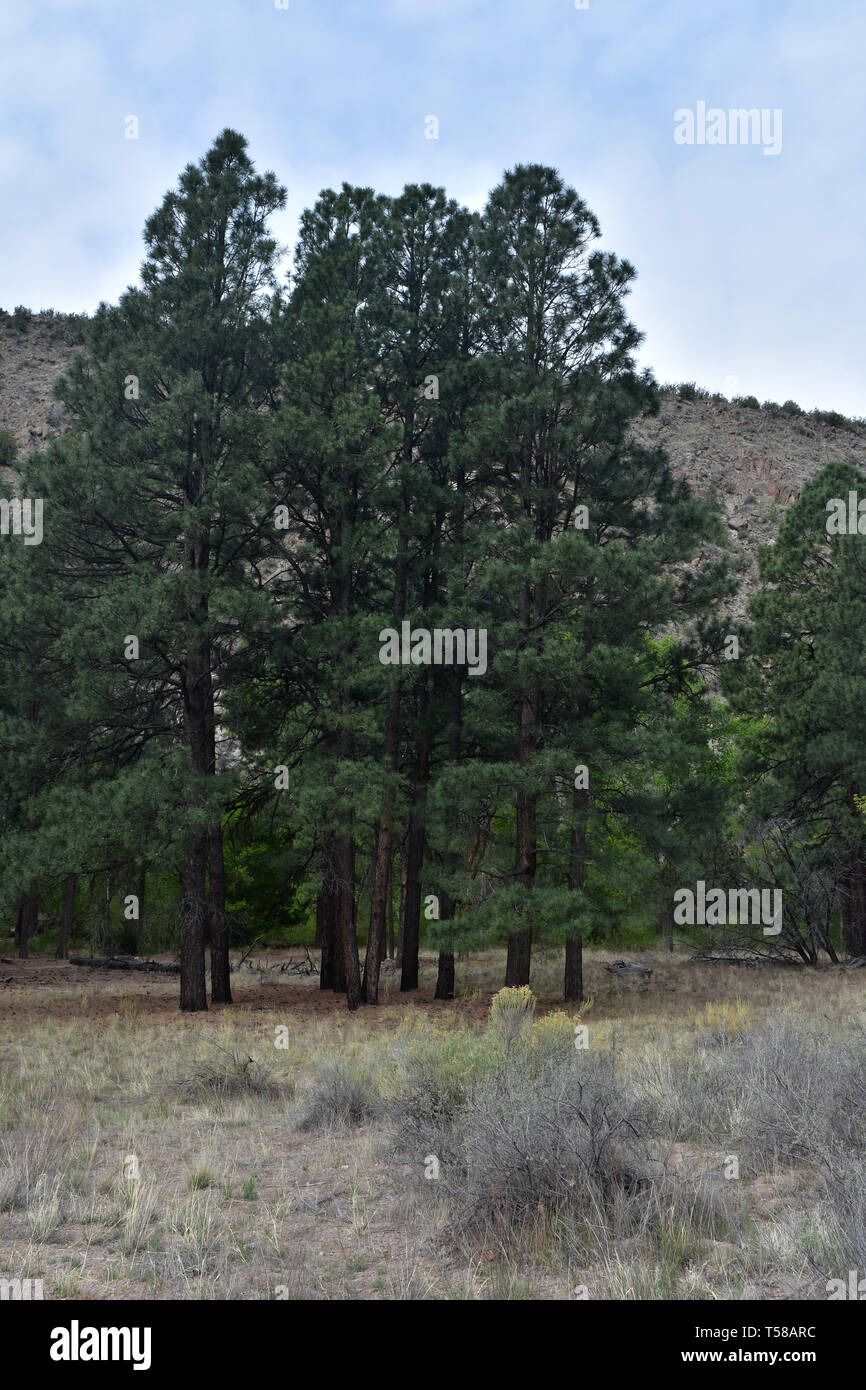 Stunning evergreen pine grove of trees in New Mexico Stock Photo Alamy