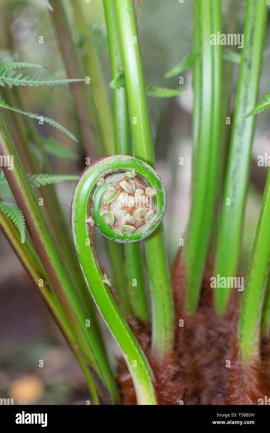 A young shoot of the dicksonia antarctica is a species of evergreen tree fern native to eastern Australia, ranging from south-east Queensland, coastal Stock Photo